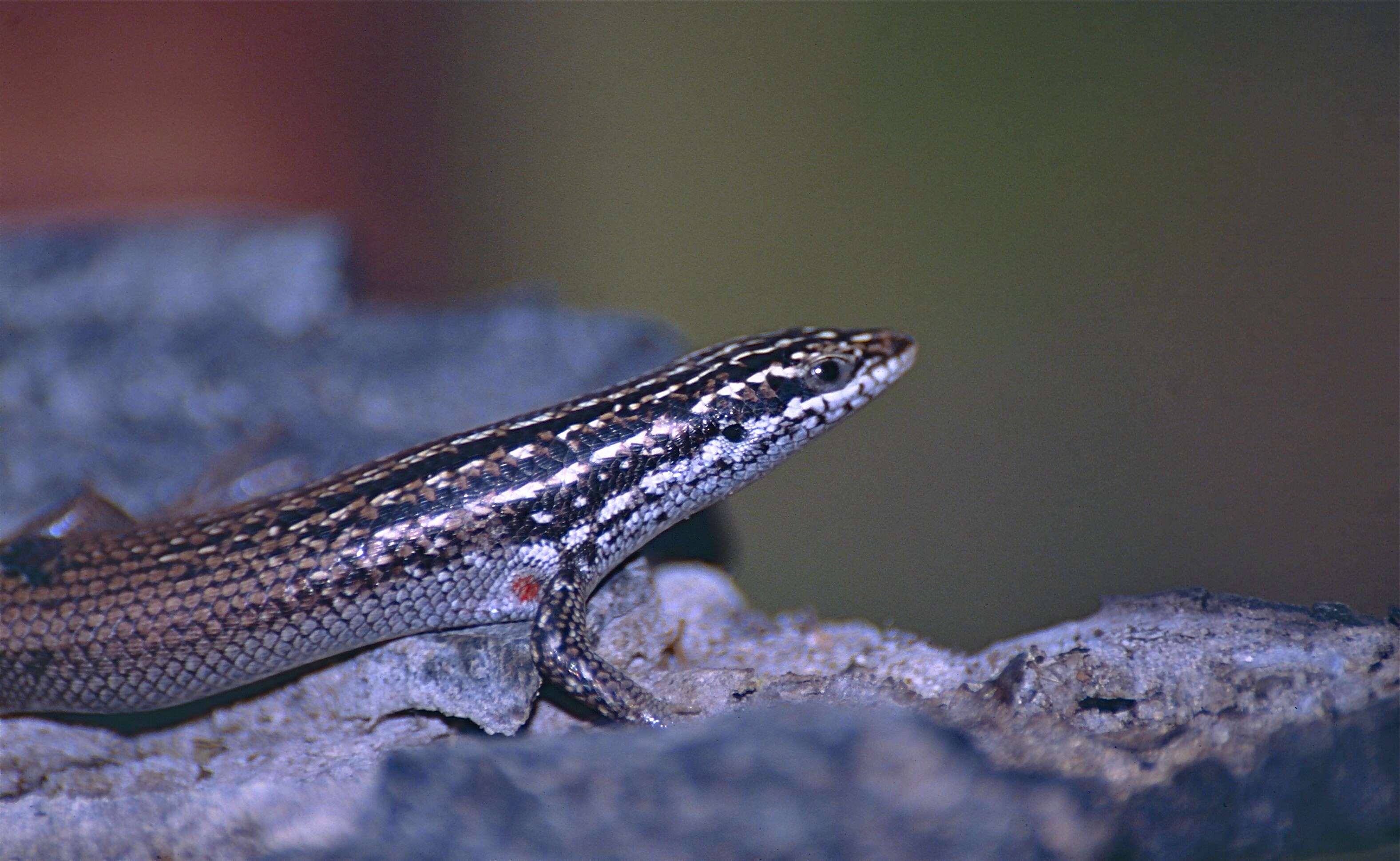 Sivun Trachylepis nancycoutuae (Nussbaum & Raxworthy 1998) kuva