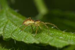 Image of Raft spider