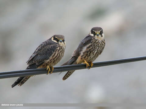 Image of Eurasian Hobby