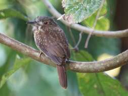 Image of White-whiskered Puffbird