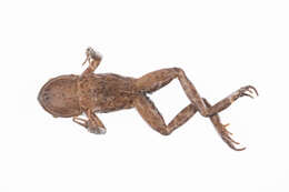 Image of New Zealand primitive frogs