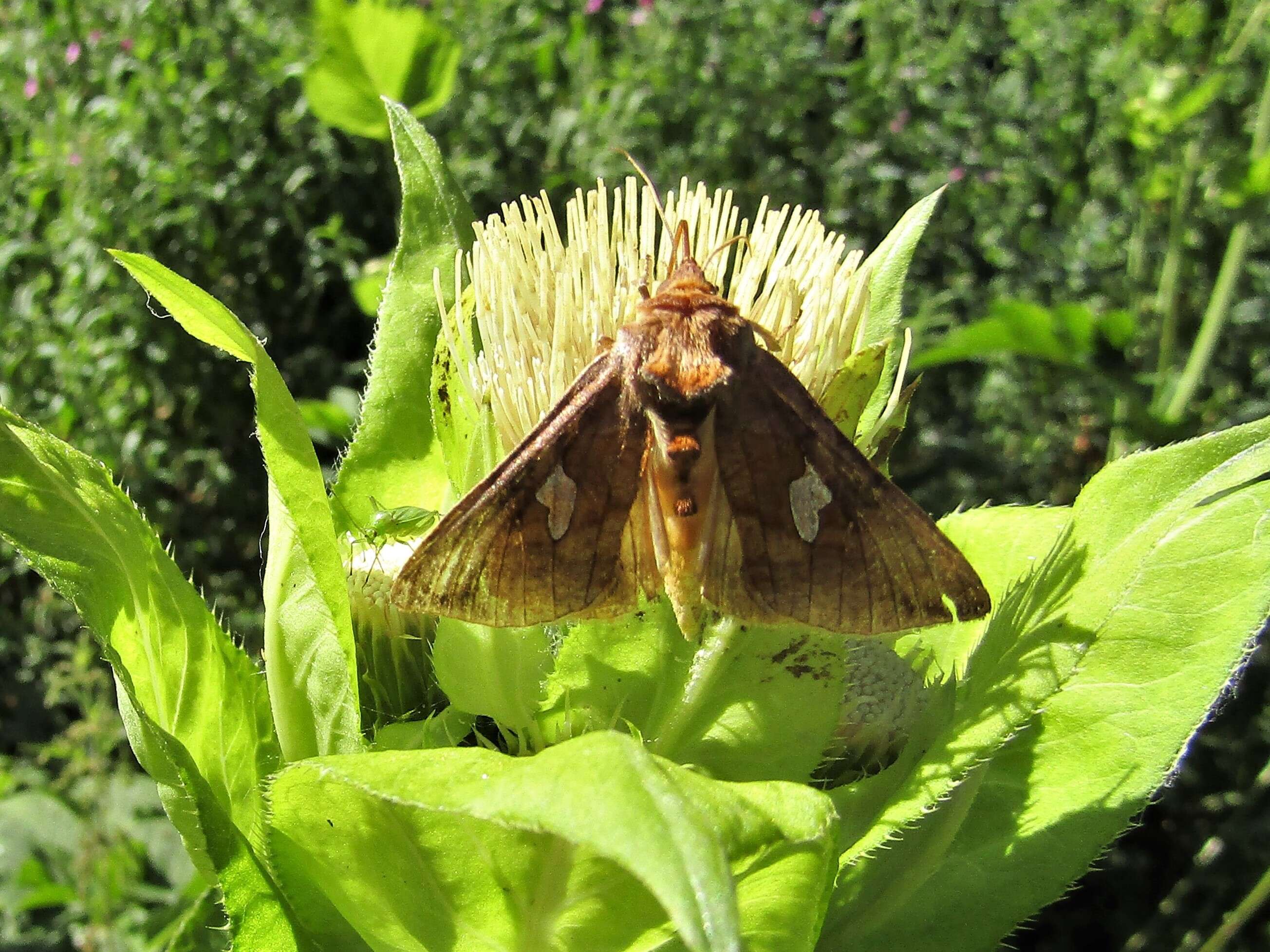 Autographa bractea Schiffermüller 1776 resmi