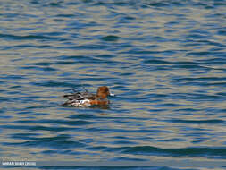 Image of Eurasian Wigeon