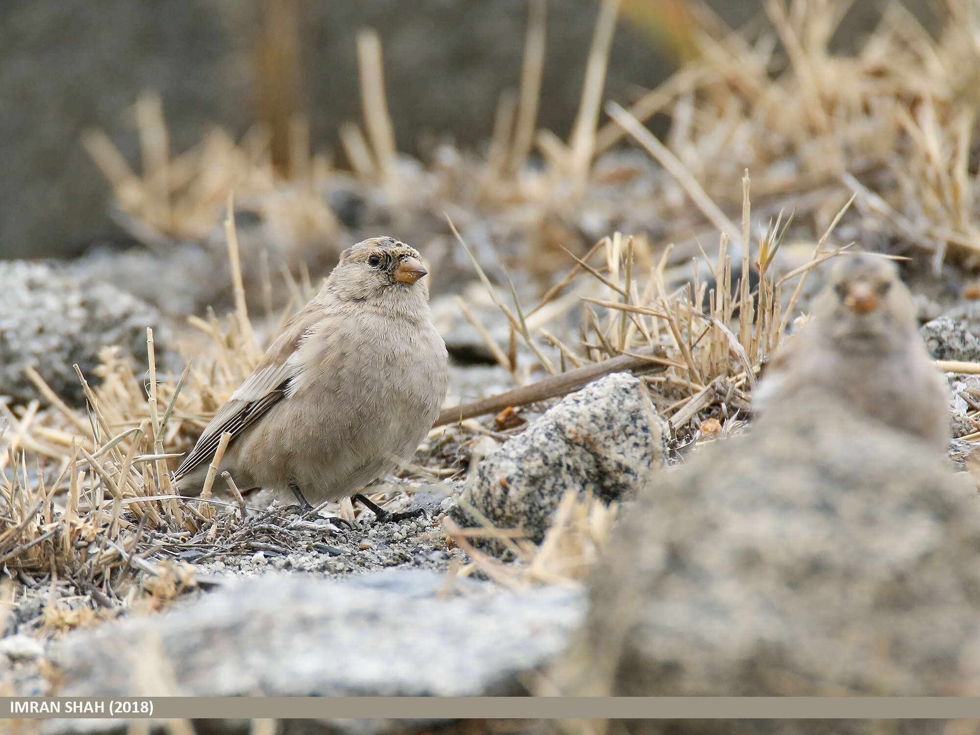 Image of Black-winged Snowfinch