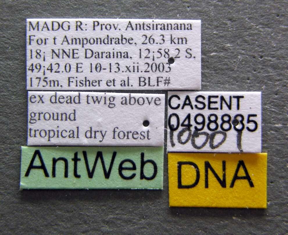 Image of Crematogaster adrepens Forel 1897