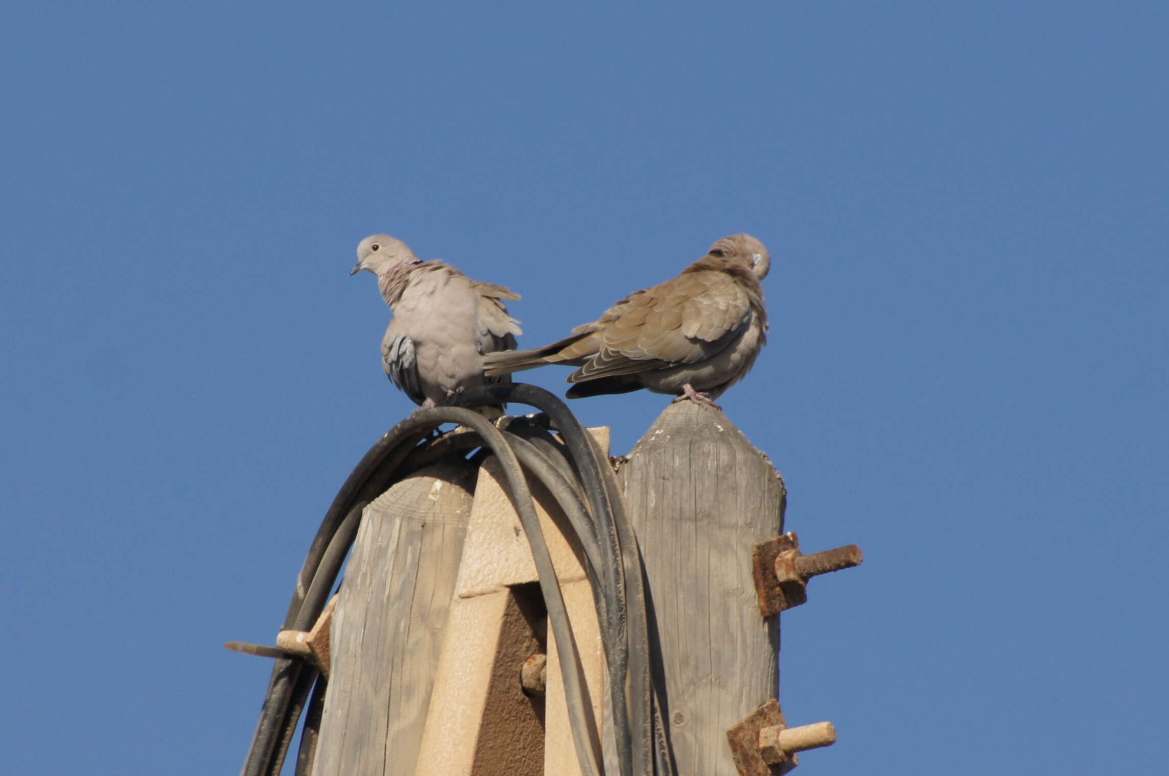 Image of Collared Dove