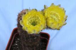 صورة Echinopsis haematantha (Speg.) D. R. Hunt