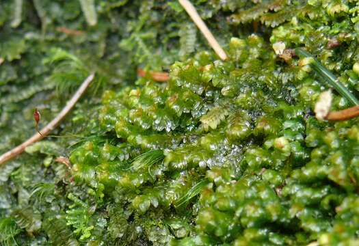 Image of Common Fold-leaf Liverwort