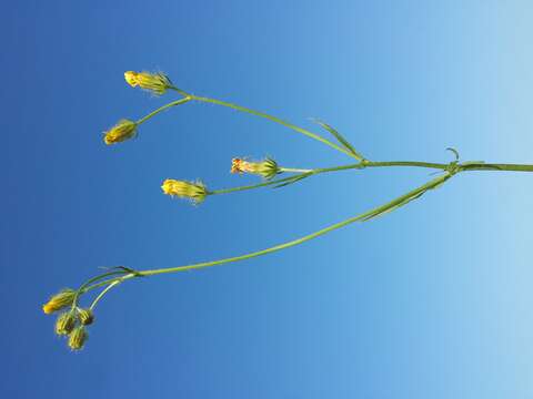 Image of bristly hawksbeard