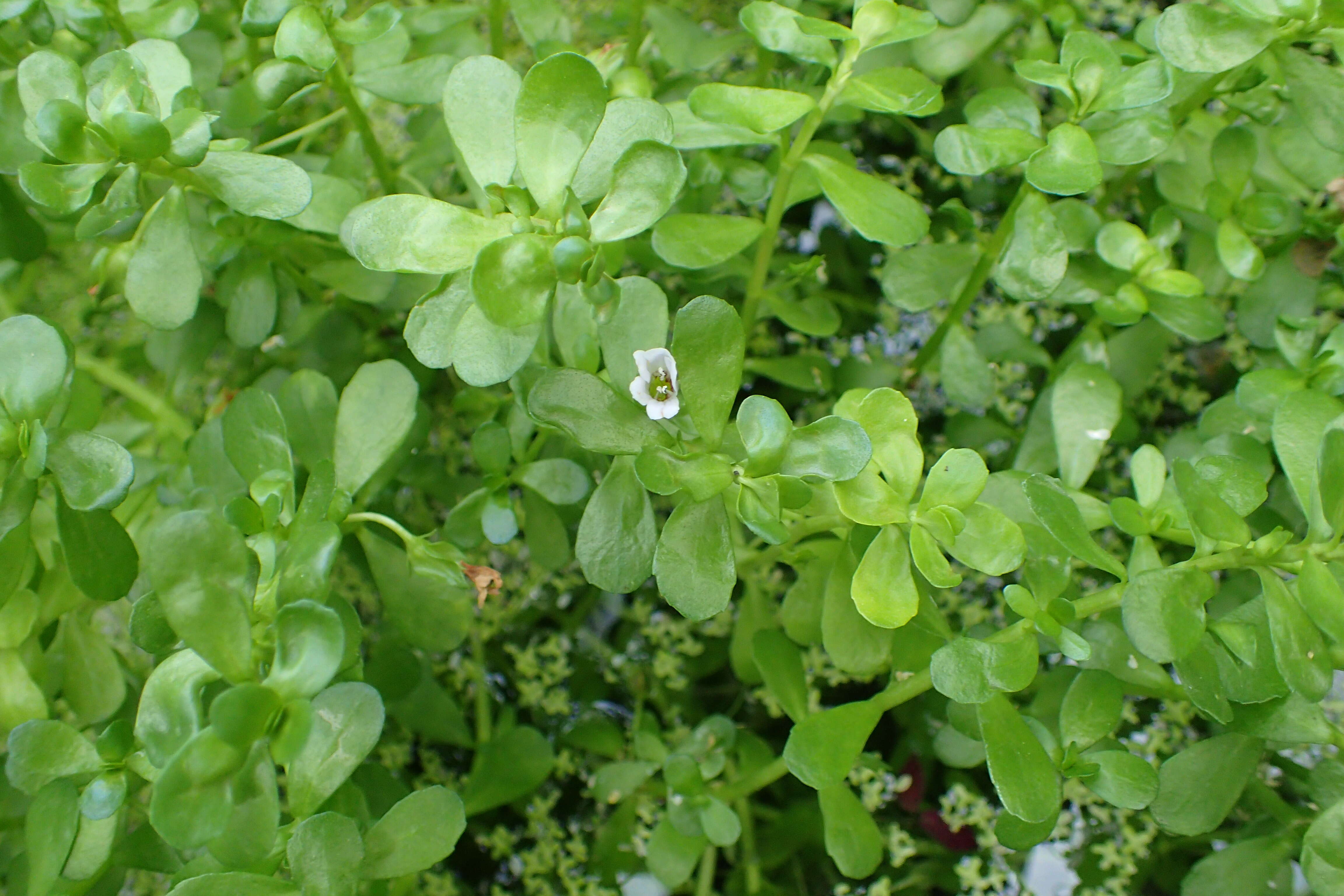 Plancia ëd Bacopa monnieri (L.) Pennell