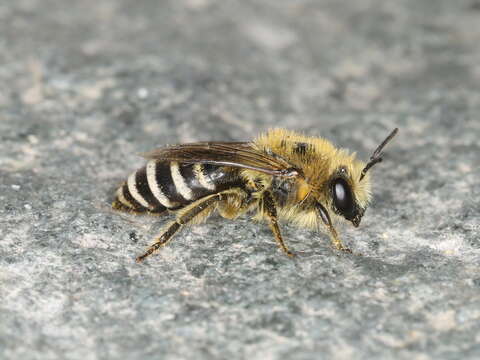 Image of Colletes daviesanus Smith 1846