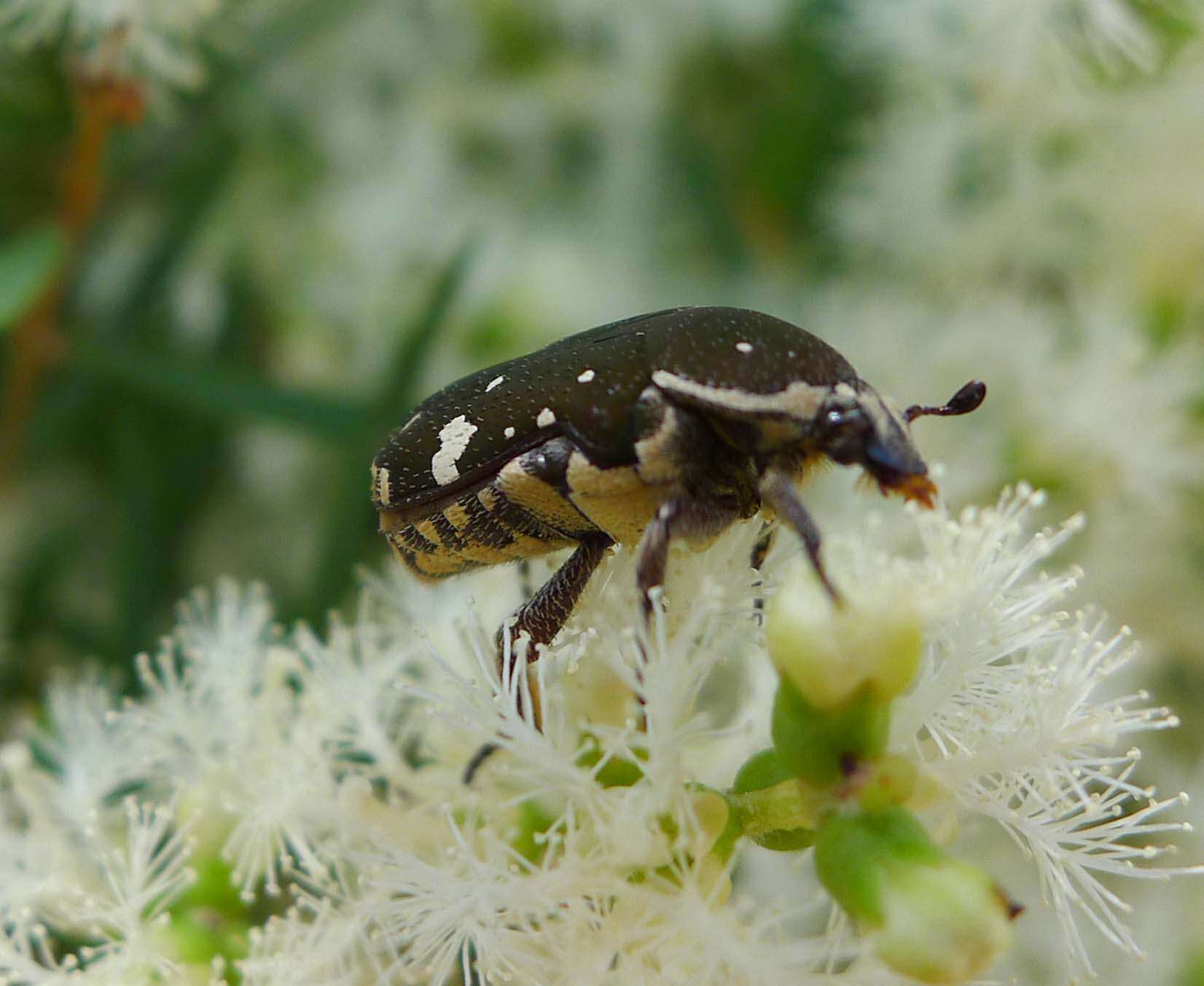 Image de Glycyphana stolata