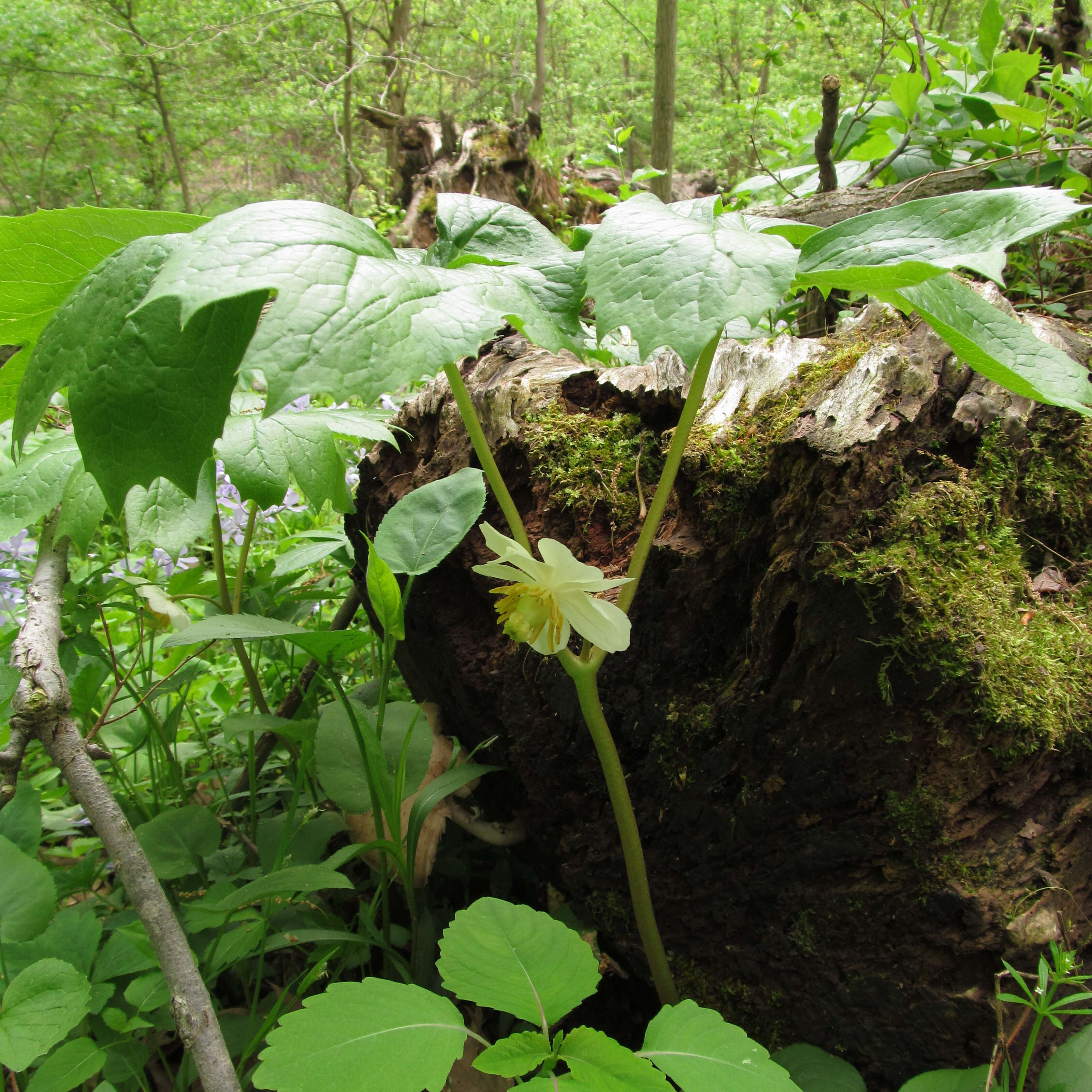 Image of mayapple