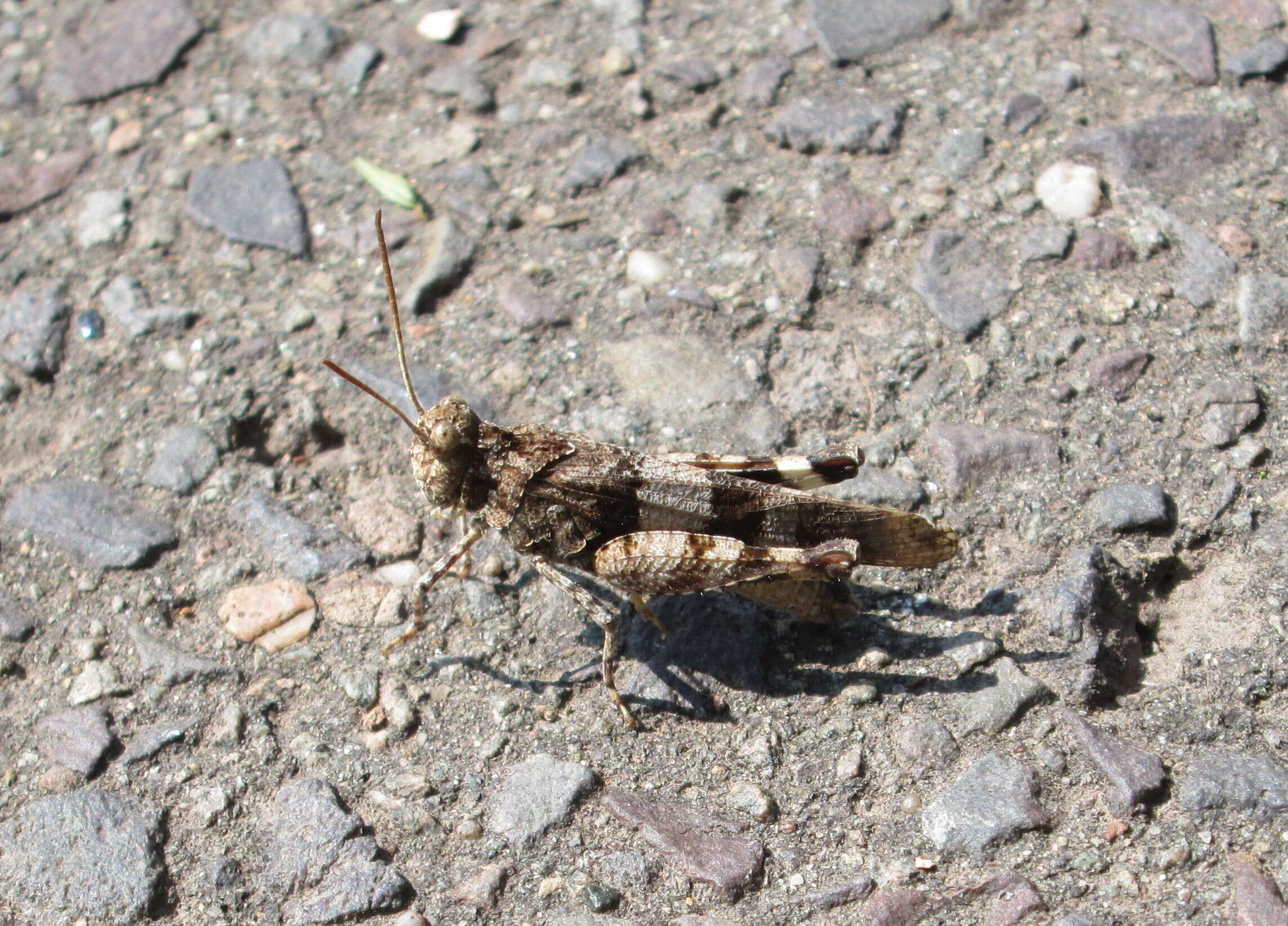 Image of blue-winged grasshopper