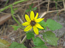 Image of cucumberleaf sunflower