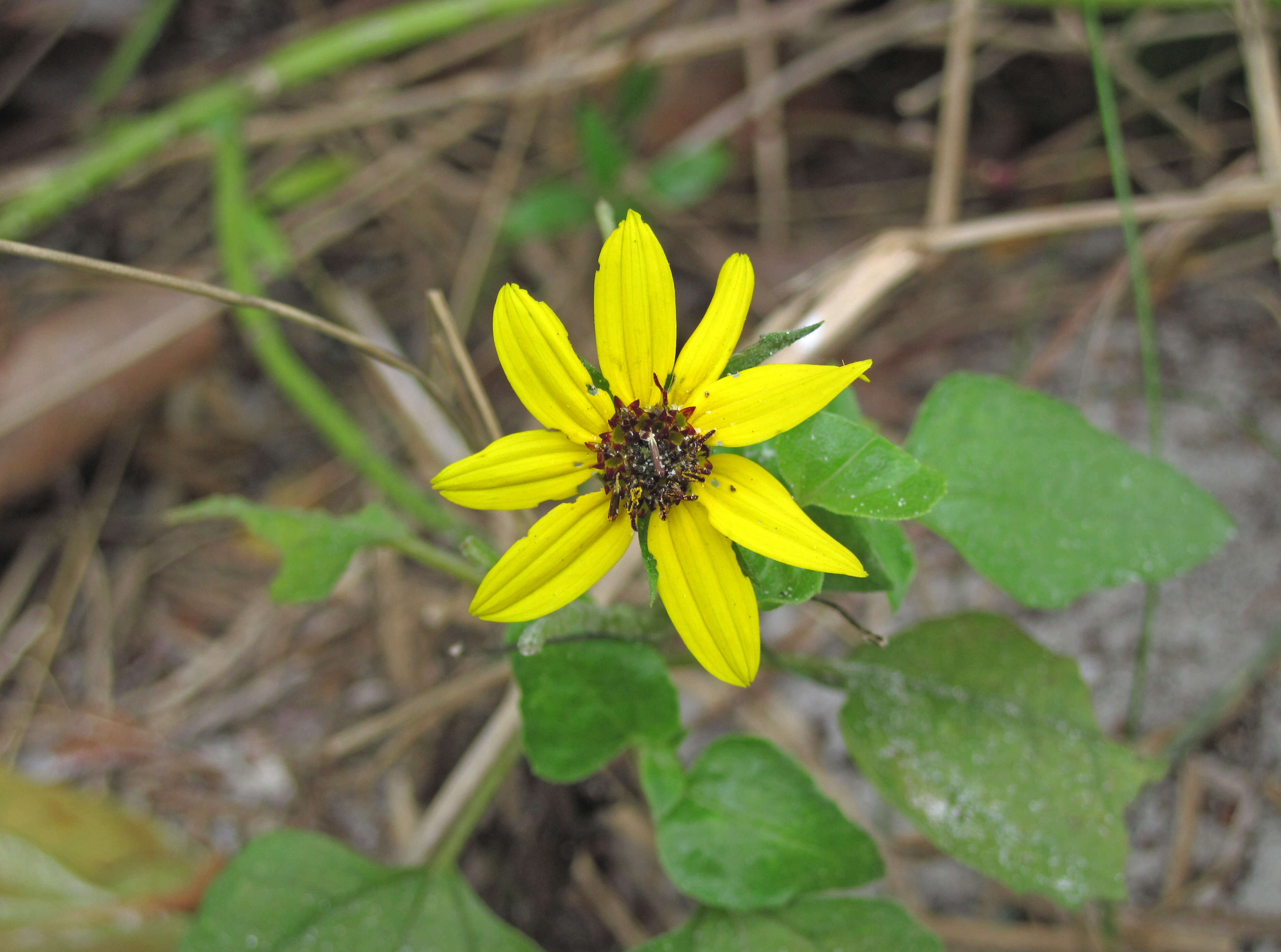 Image of cucumberleaf sunflower