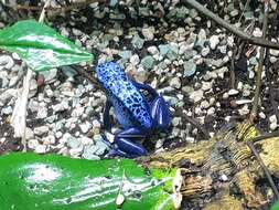 Image of Dendrobates azureus