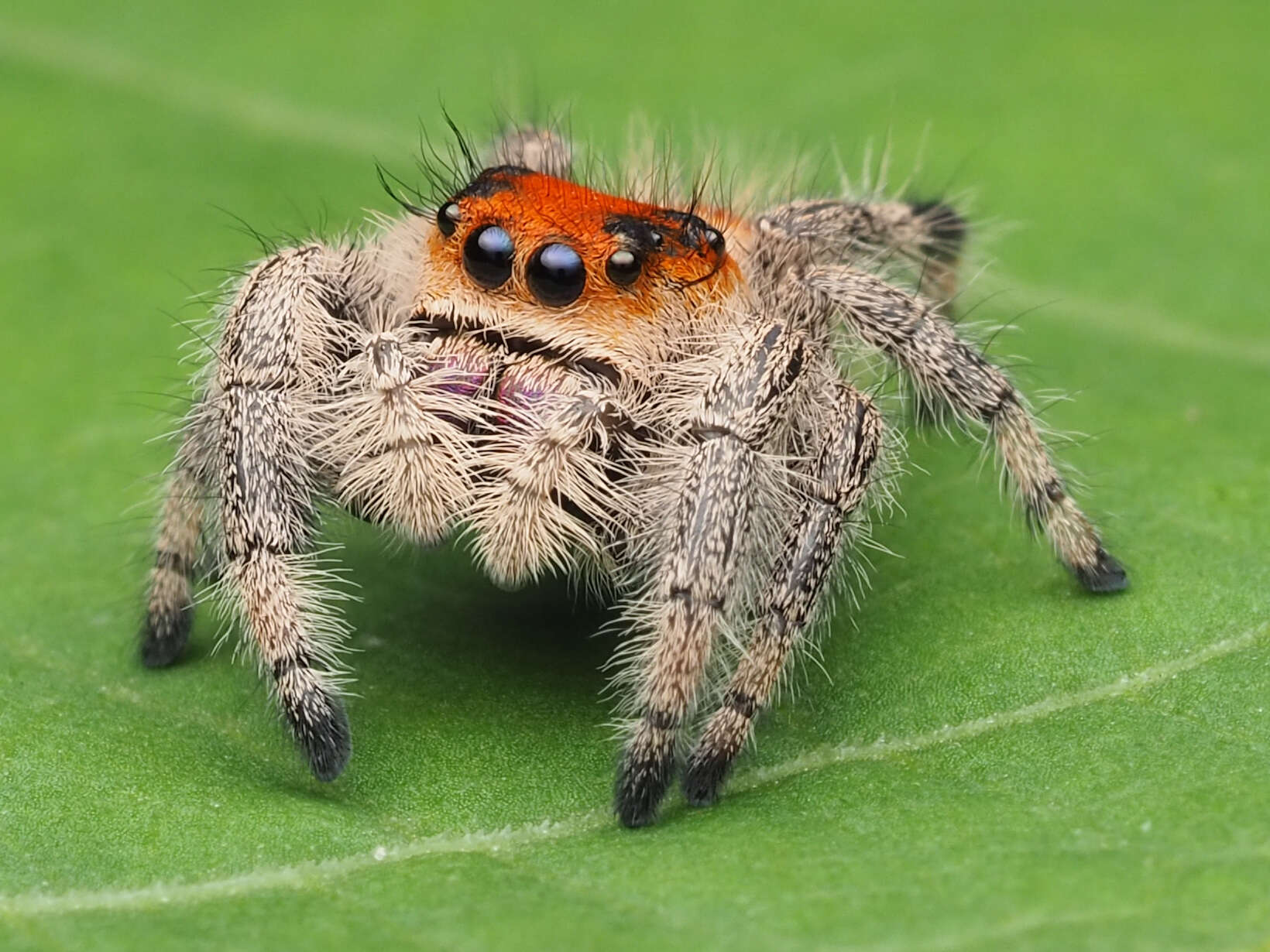 صورة Phidippus regius C. L. Koch 1846