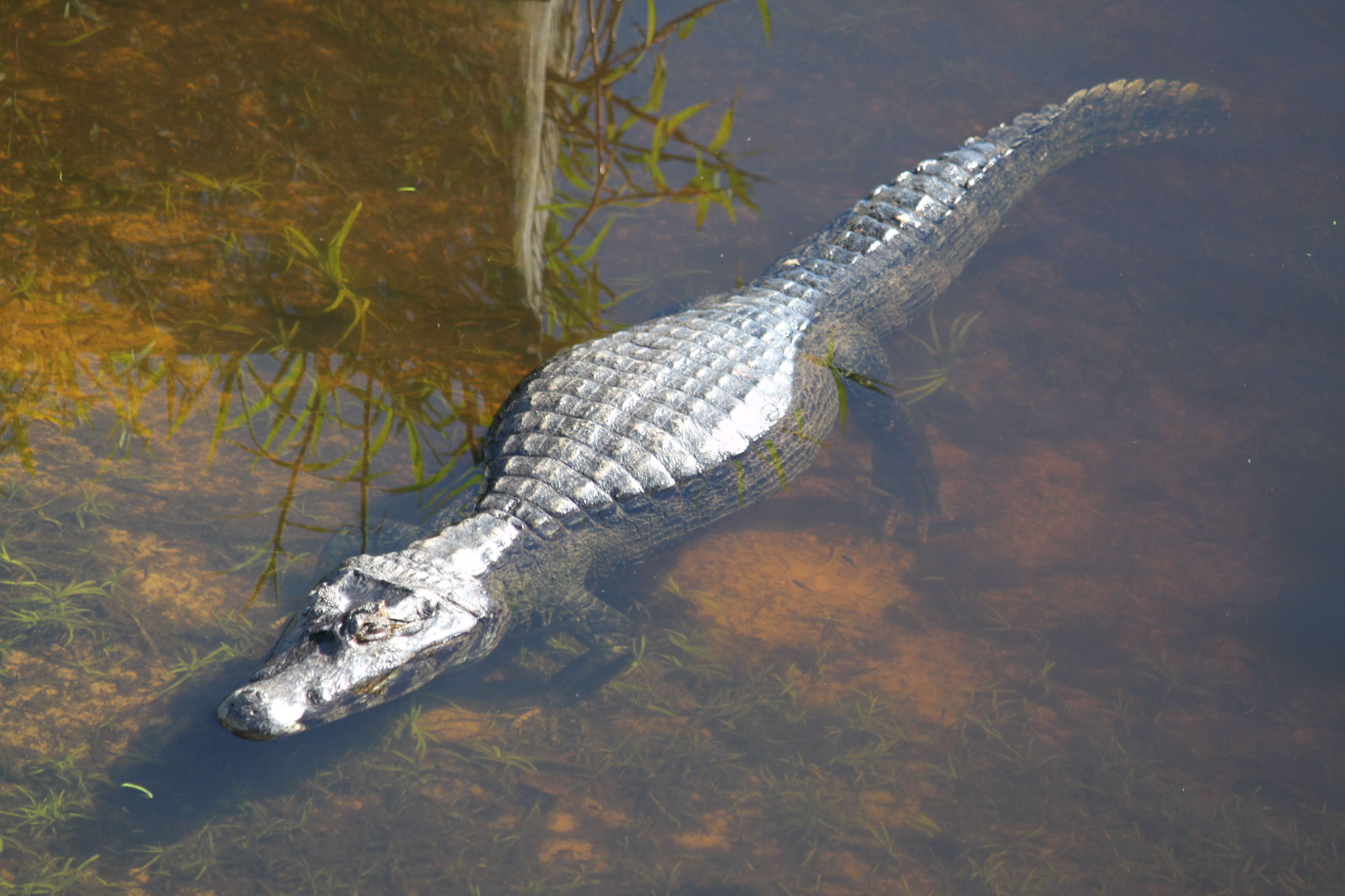 Image of Yacare caiman