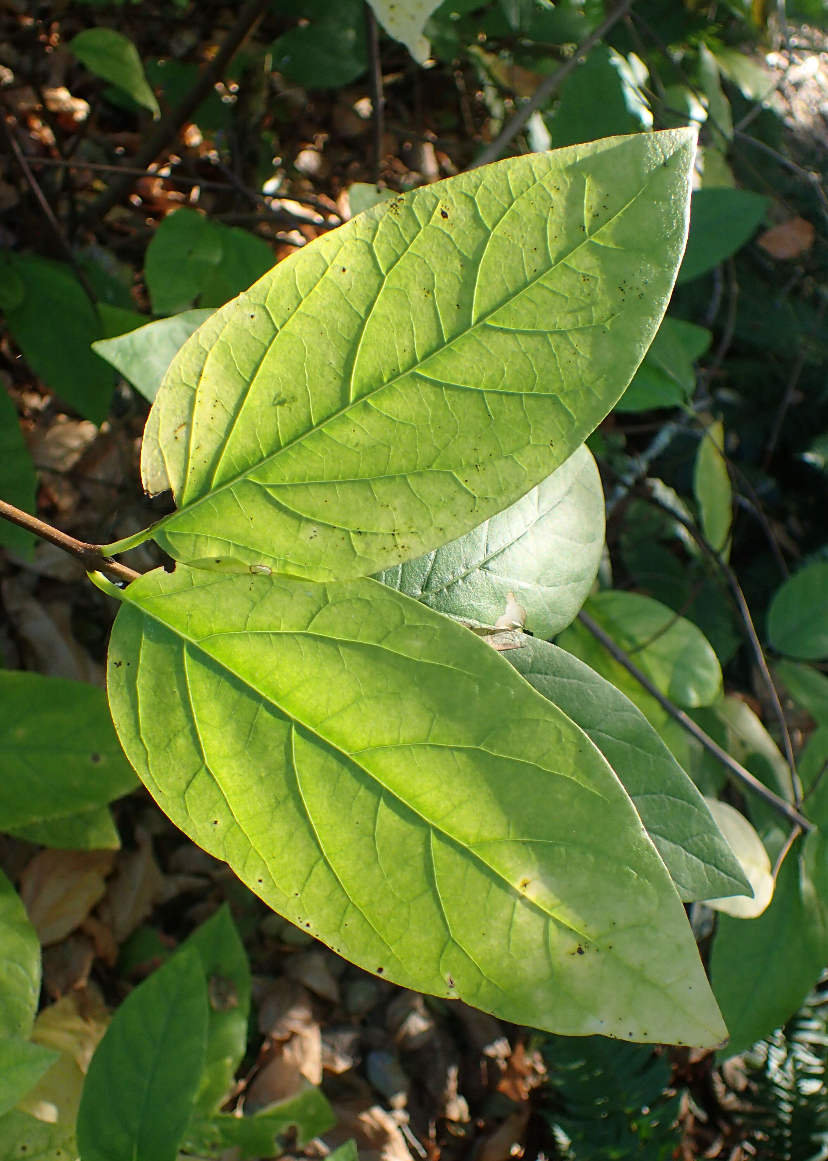 Image de Calycanthus occidentalis Hook. & Arn.