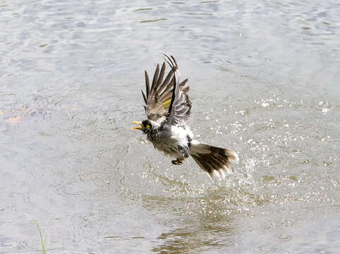 Image of Noisy Miner