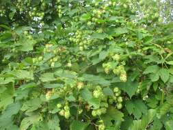 Image of common hop