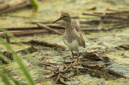 Image of Pectoral Sandpiper