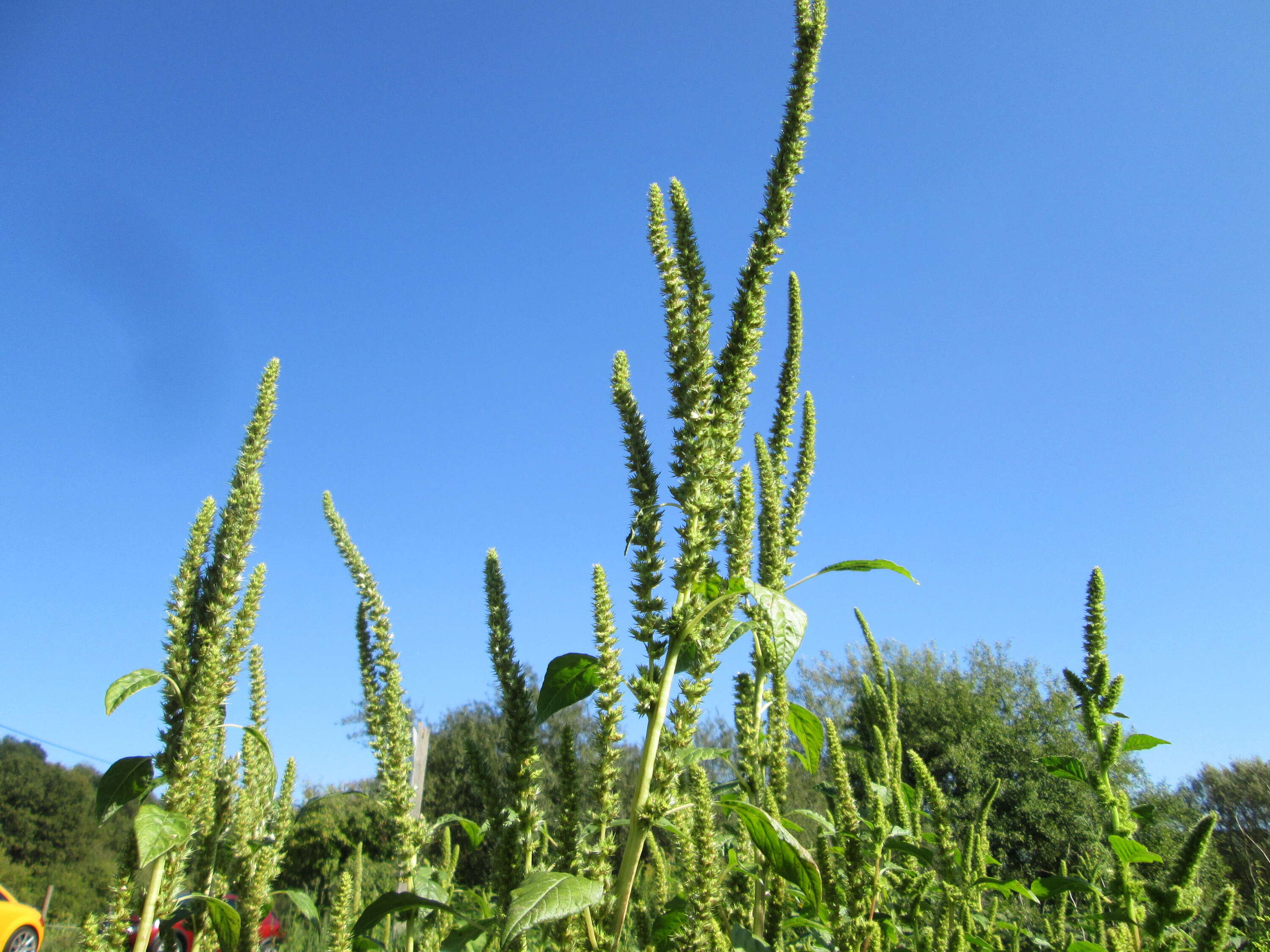 Imagem de Amaranthus powellii S. Wats.