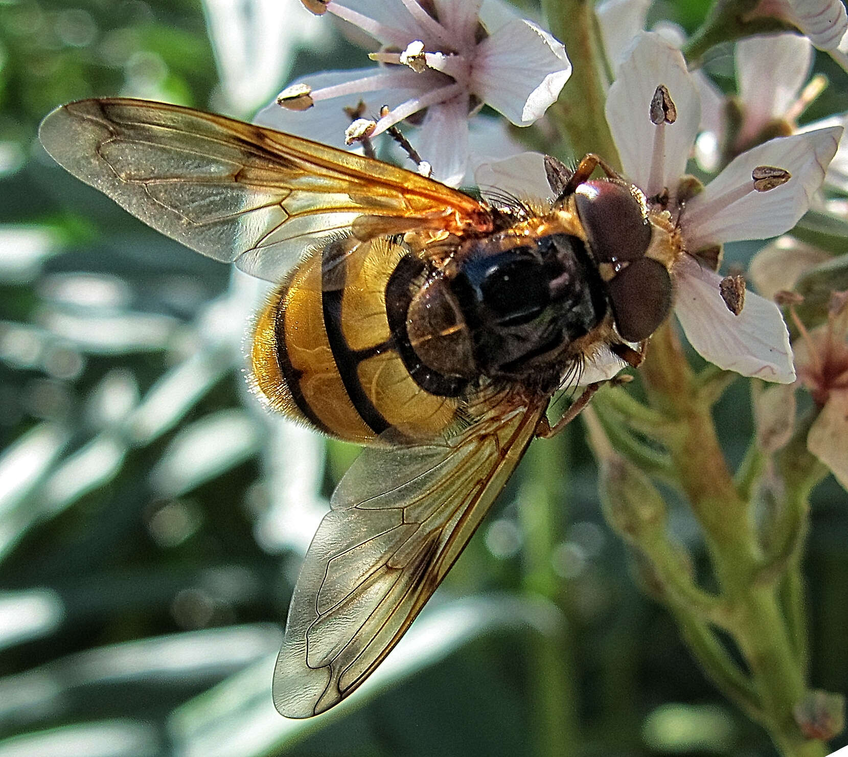 Image of lesser hornet hoverfly