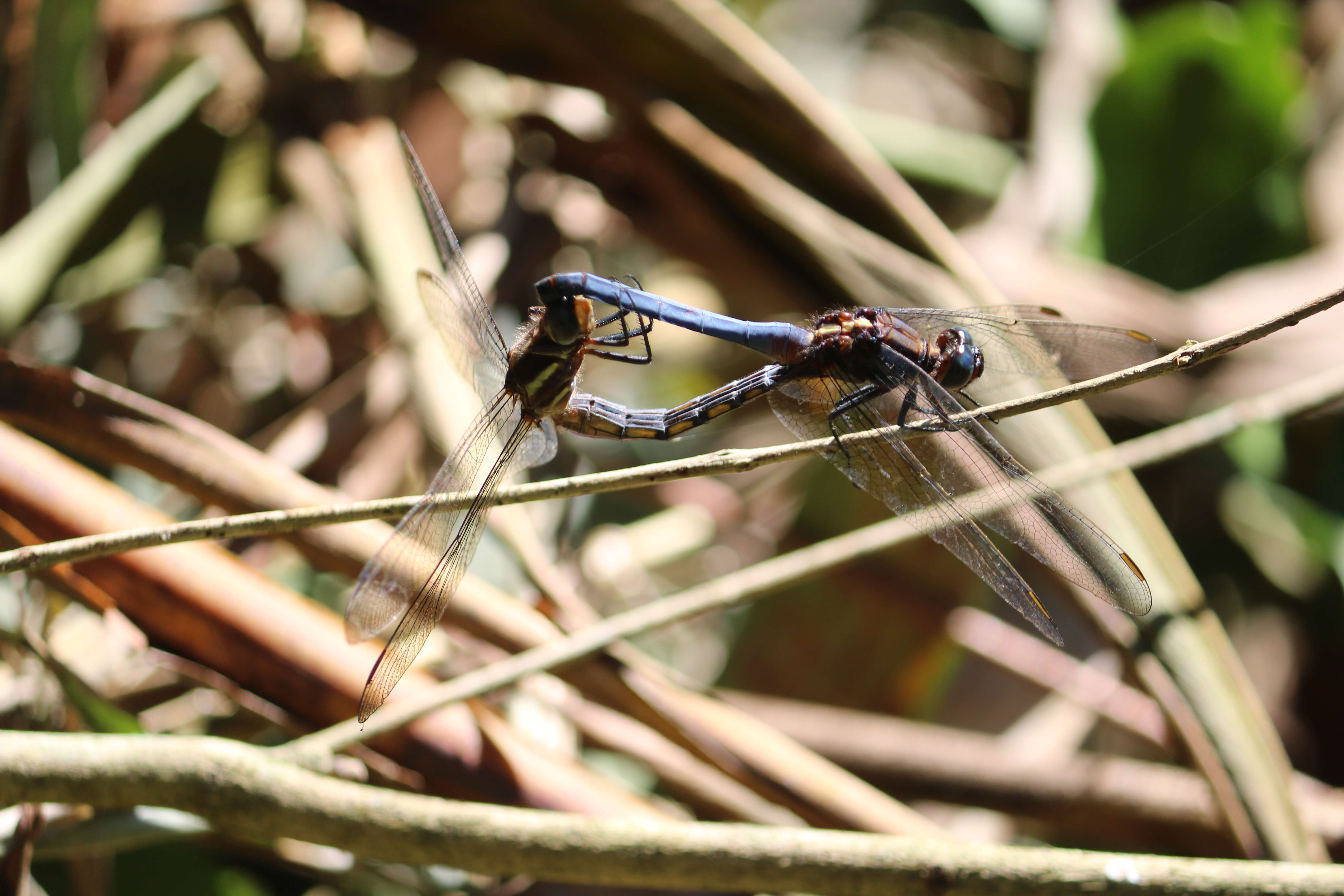 Image of blue marsh hawk