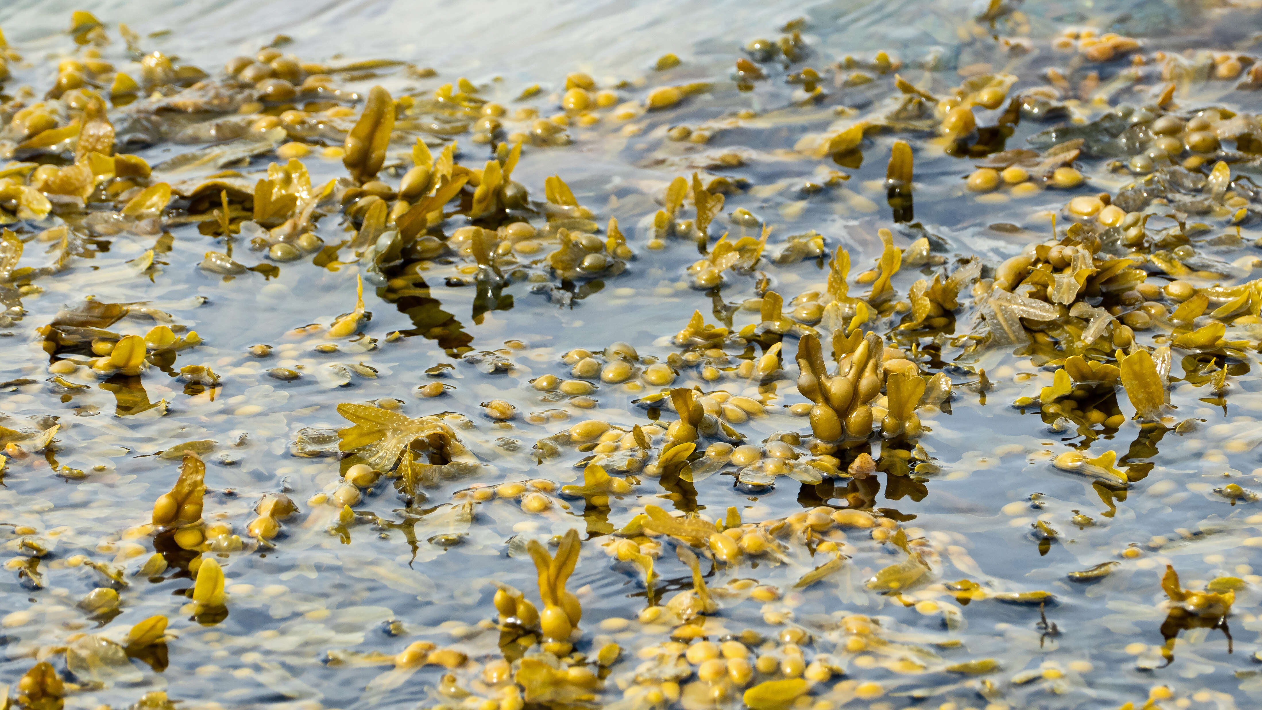 Image of Bladder Wrack