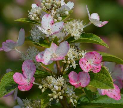 Image of panicled hydrangea