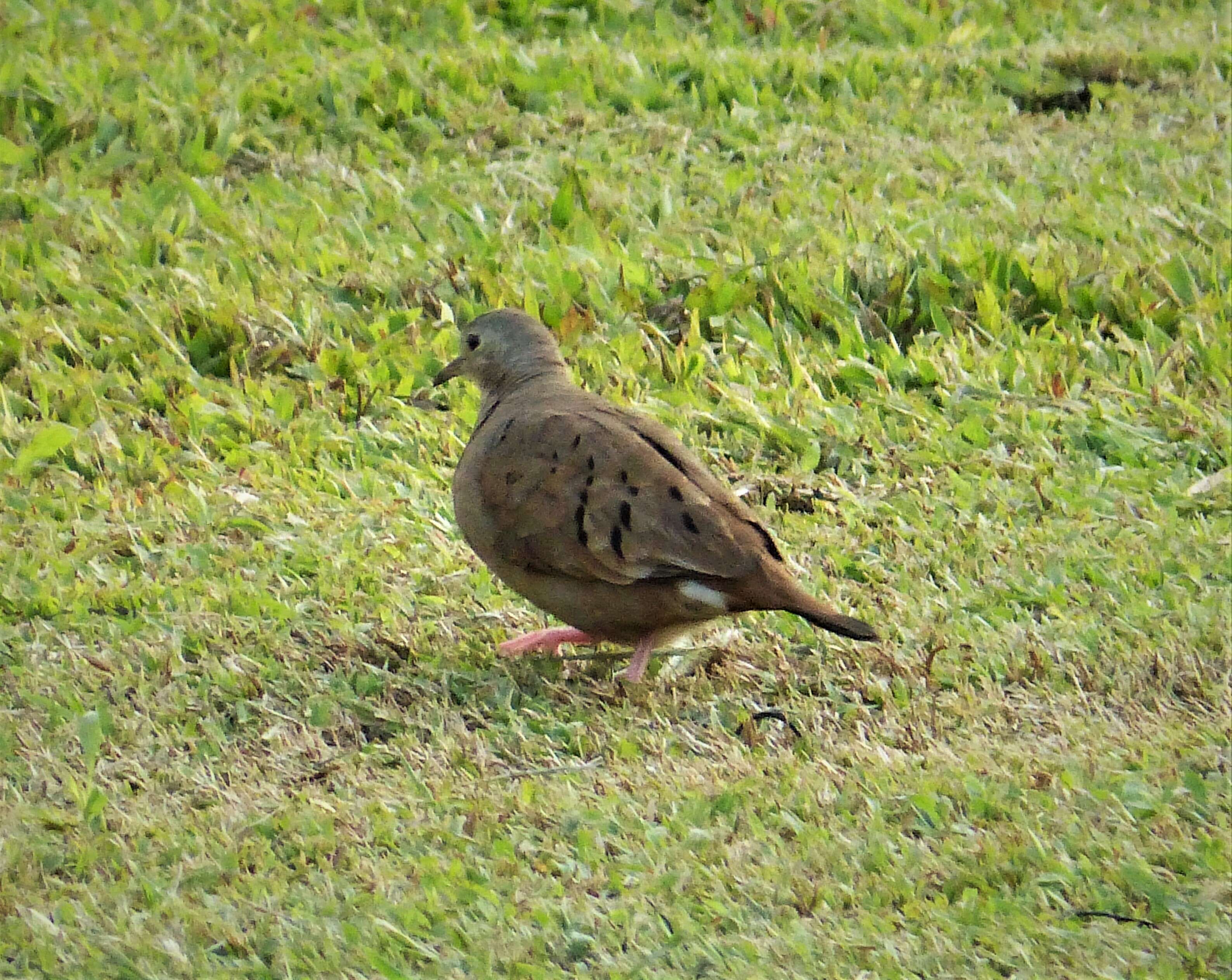 Image of Ruddy Ground Dove