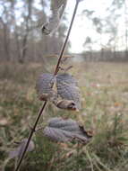 Слика од Teucrium scorodonia L.