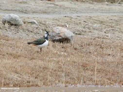 Image of Lapwing