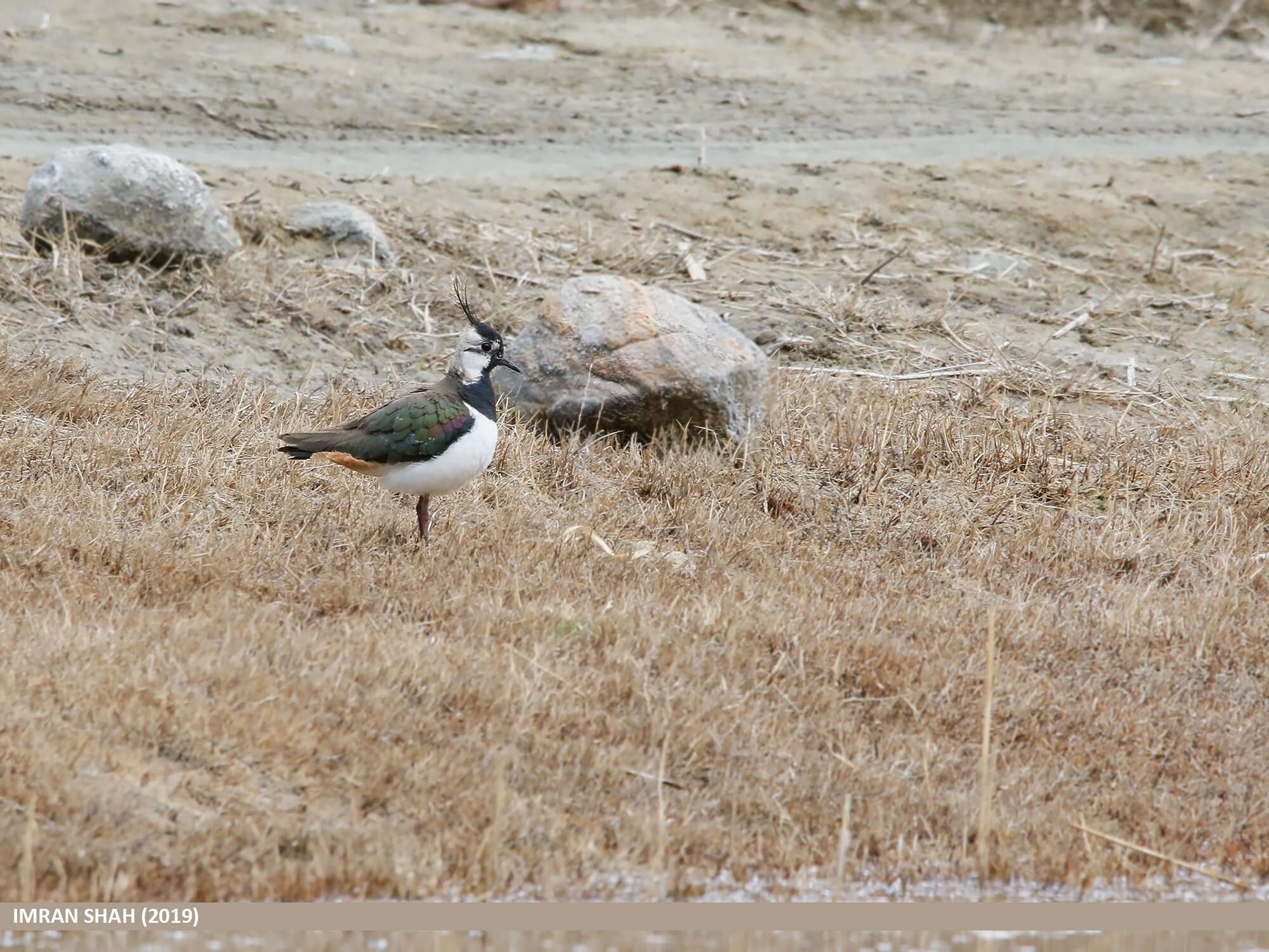 Image of Lapwing