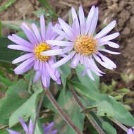 Image of soft aster