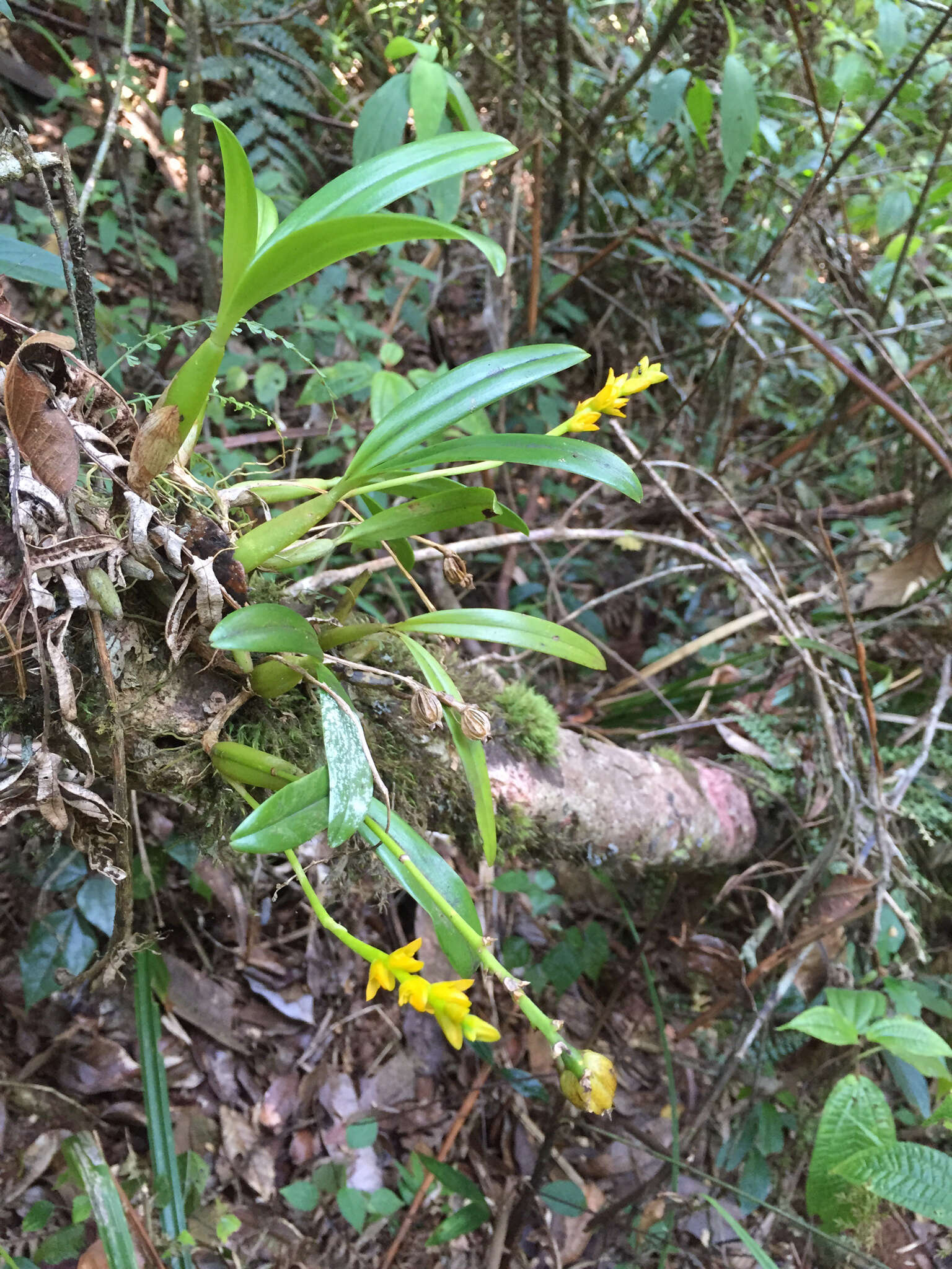 Image of Bulbophyllum auriflorum H. Perrier