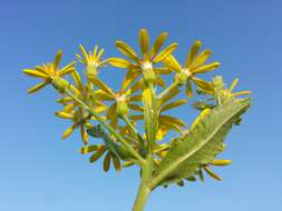 Image of Senecio sarracenicus L.