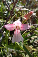 Imagem de Gladiolus triphyllus (Sm.) Ker Gawl.