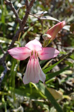 Image of Gladiolus triphyllus (Sm.) Ker Gawl.