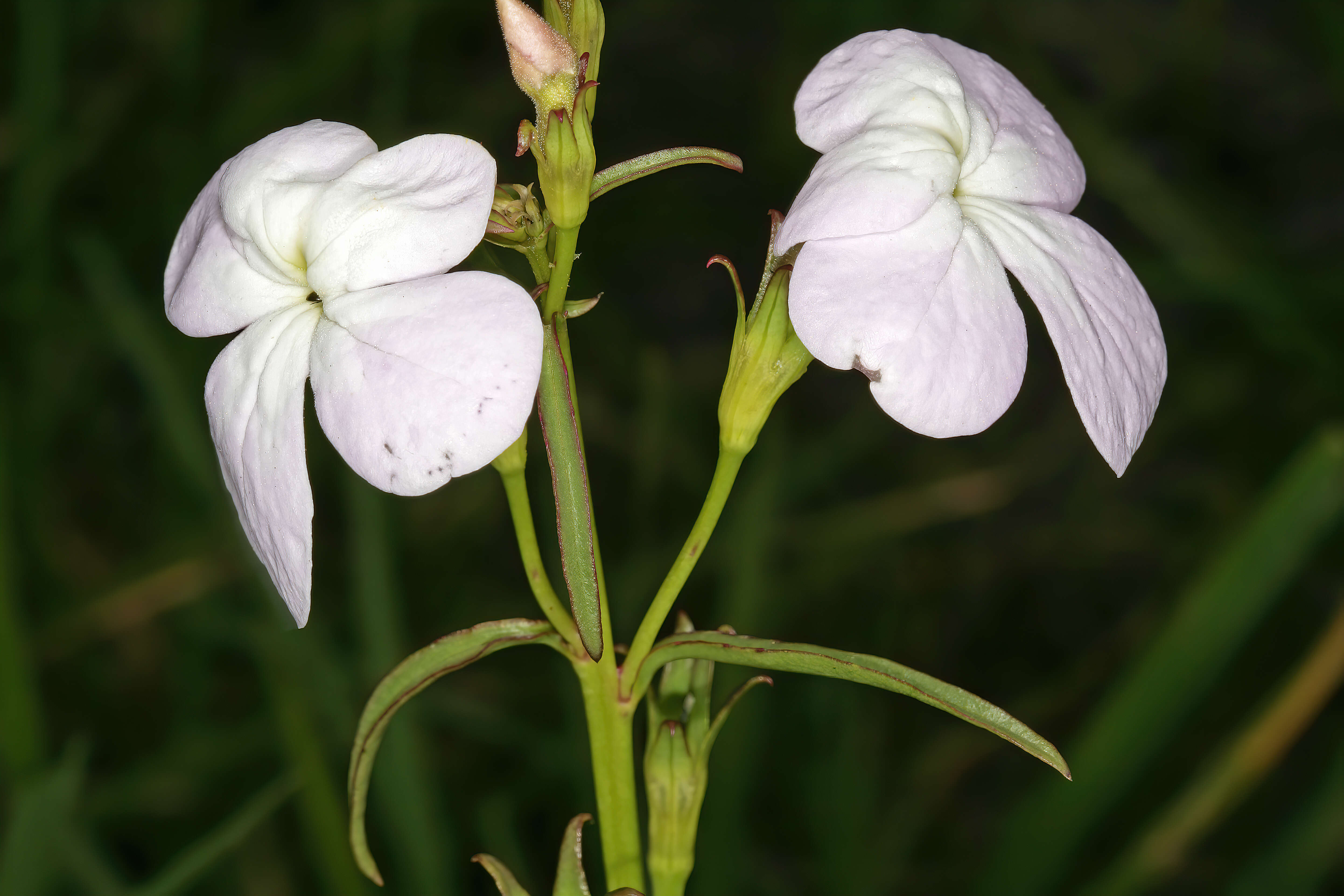 Image of Vlei ink-flower