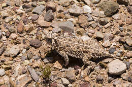 Image of Texas Horned Lizard