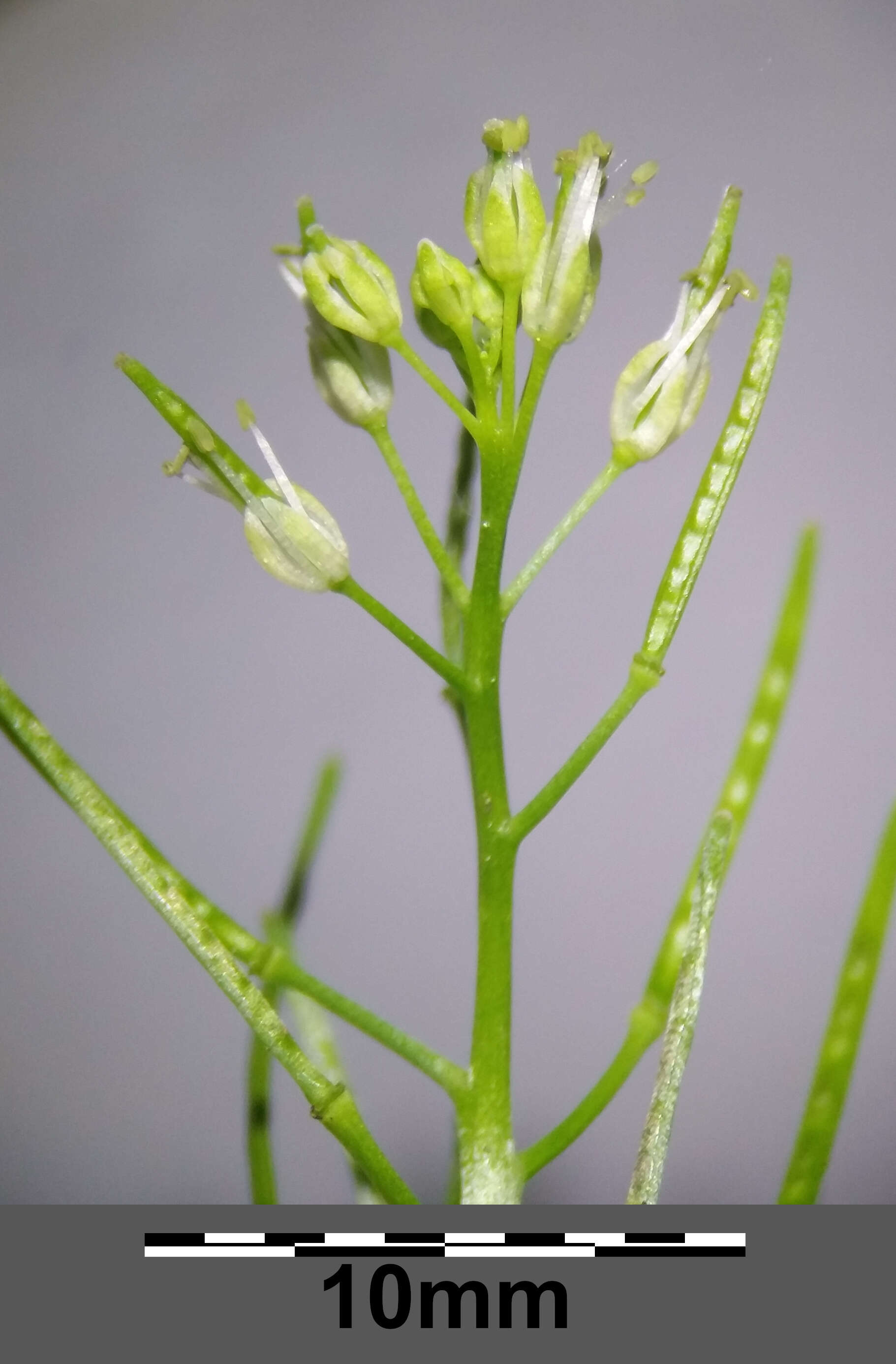 Image of Narrow-leaved Bittercress