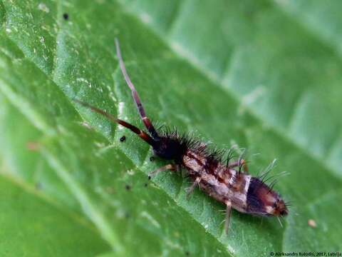 Image de Orchesella flavescens (Bourlet & C 1839)