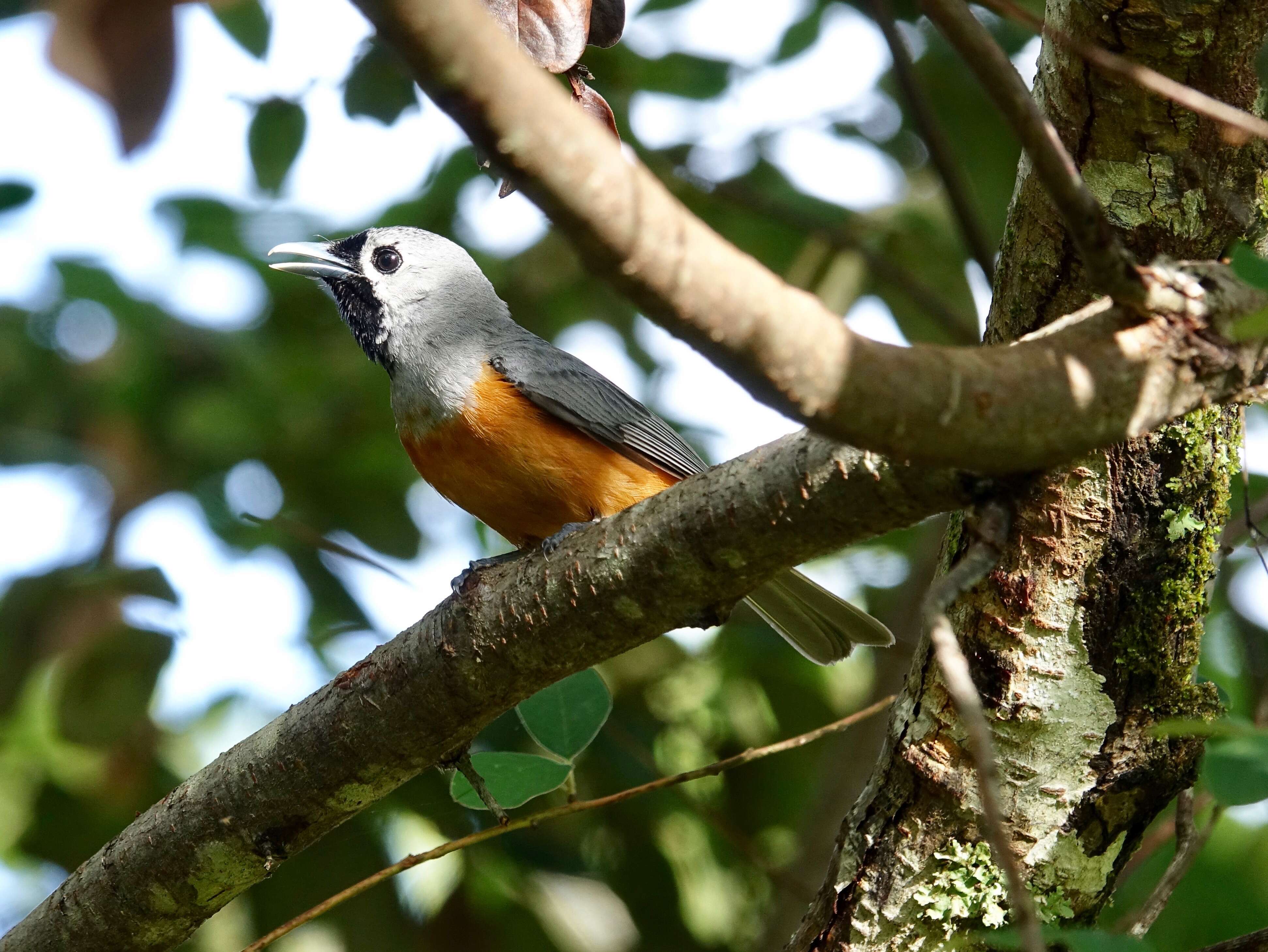 Image of Black-faced Monarch