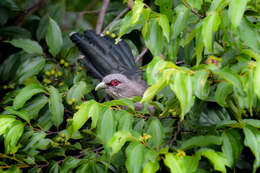 Image of Green-billed Malkoha