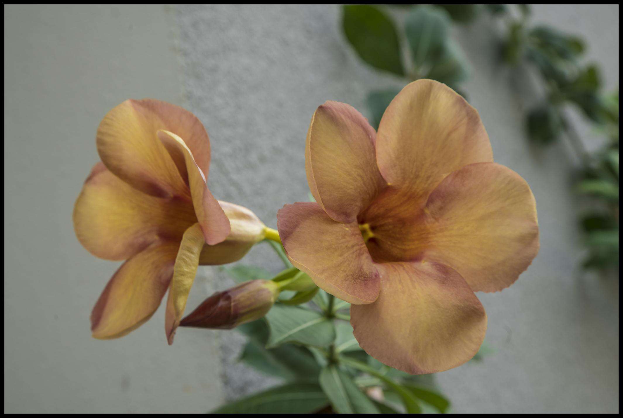 Image of Golden Trumpet or Buttercup Flower