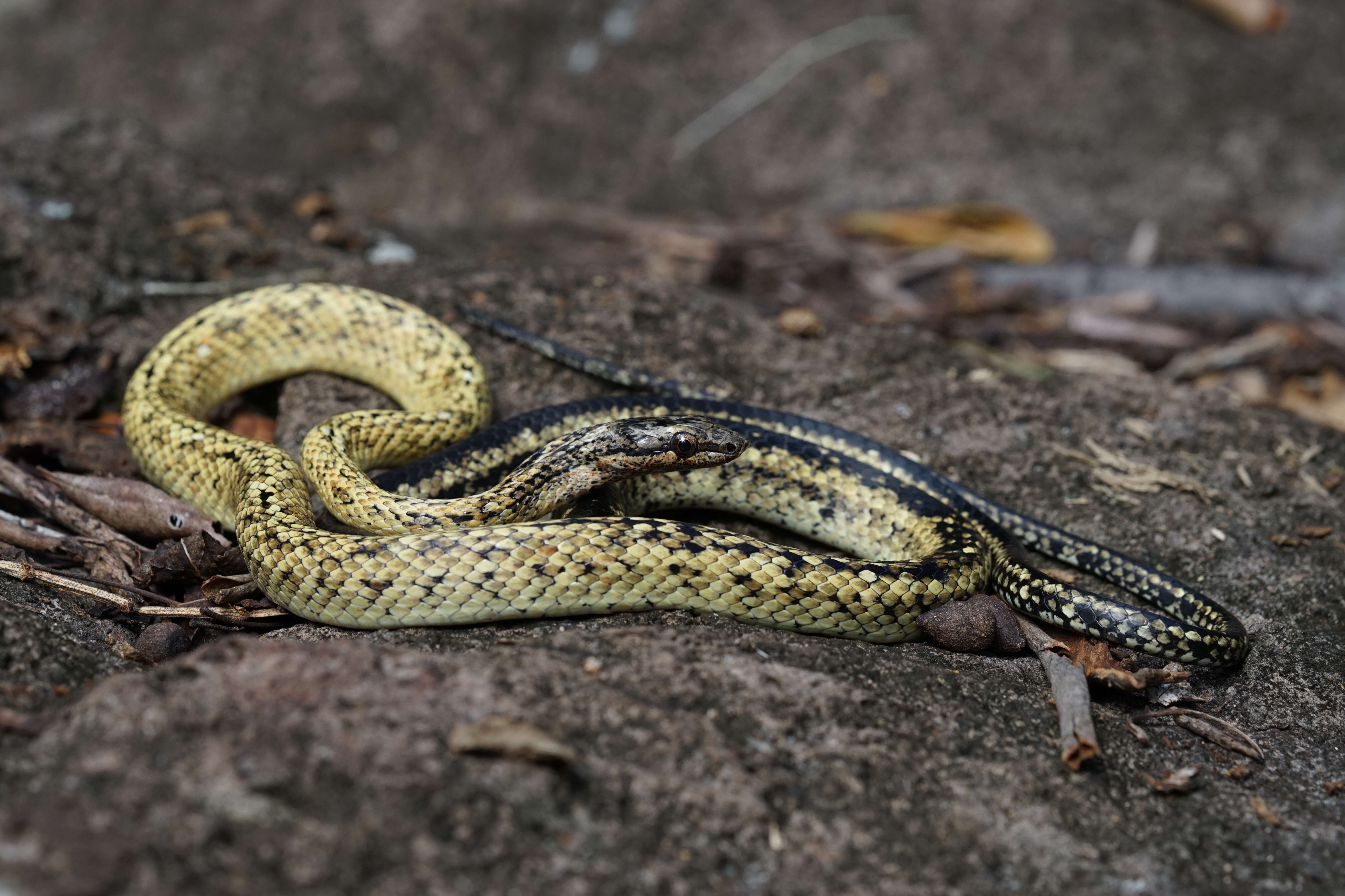 Image of Alsophis danforthi Cochran 1938