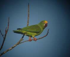 Image of Tui Parakeet